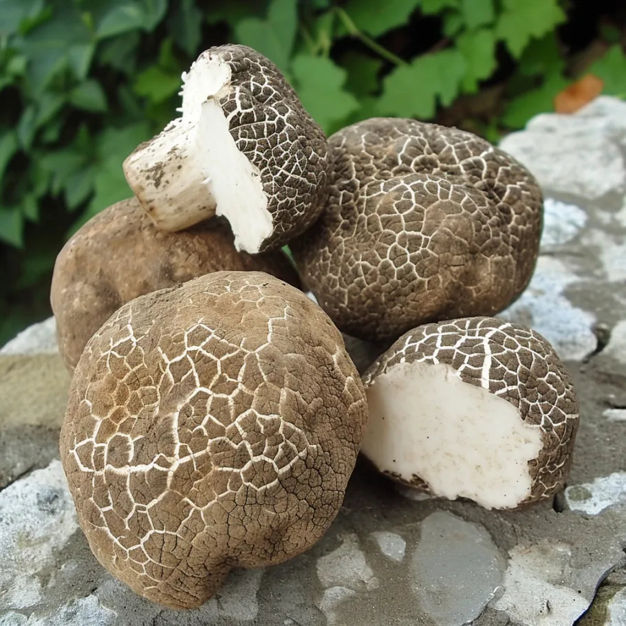 Unveiling the health benefits of poria mushrooms – n0glitch