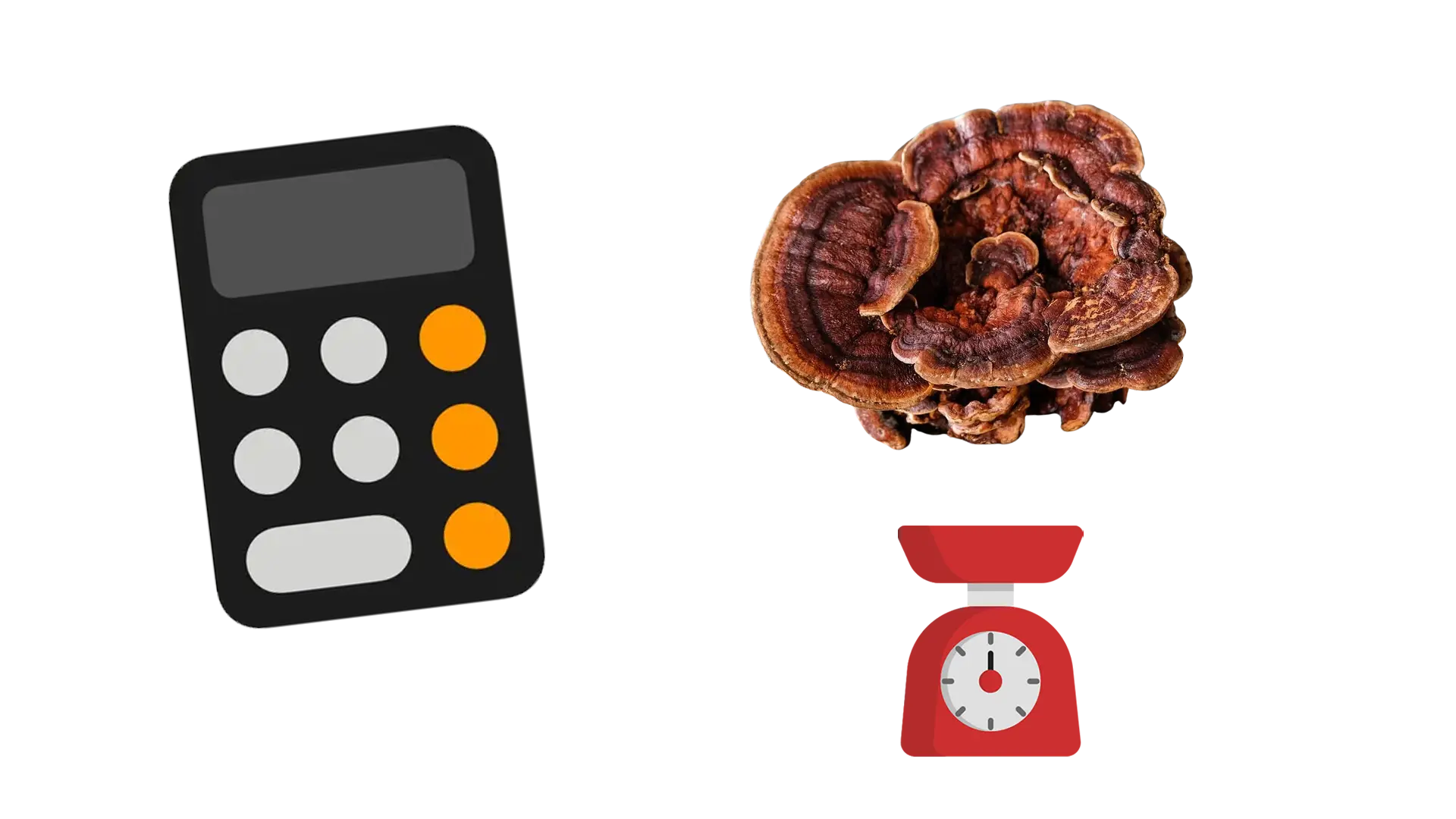 Reishi dosage per day: how much to take? Recommended daily dose & calculator